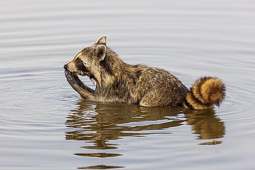 Raccoon feeding in wetland, Marion County, Illinois. Places Print